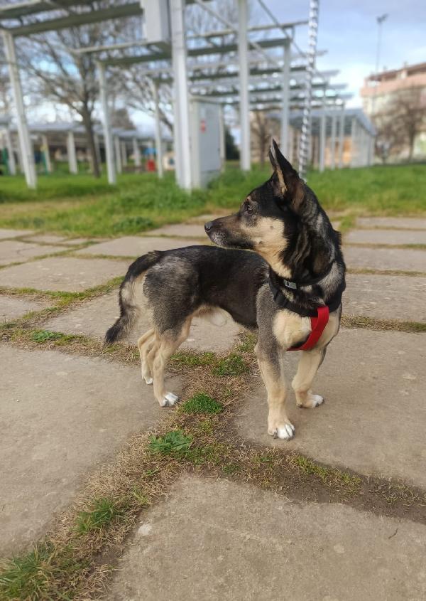 Spikie maschietto taglia contenuta Foto 3